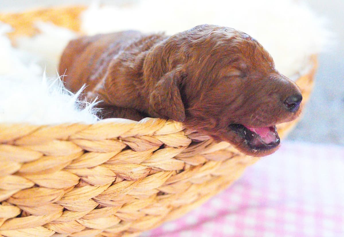 Red Standard Poodle Puppies breeder image 5