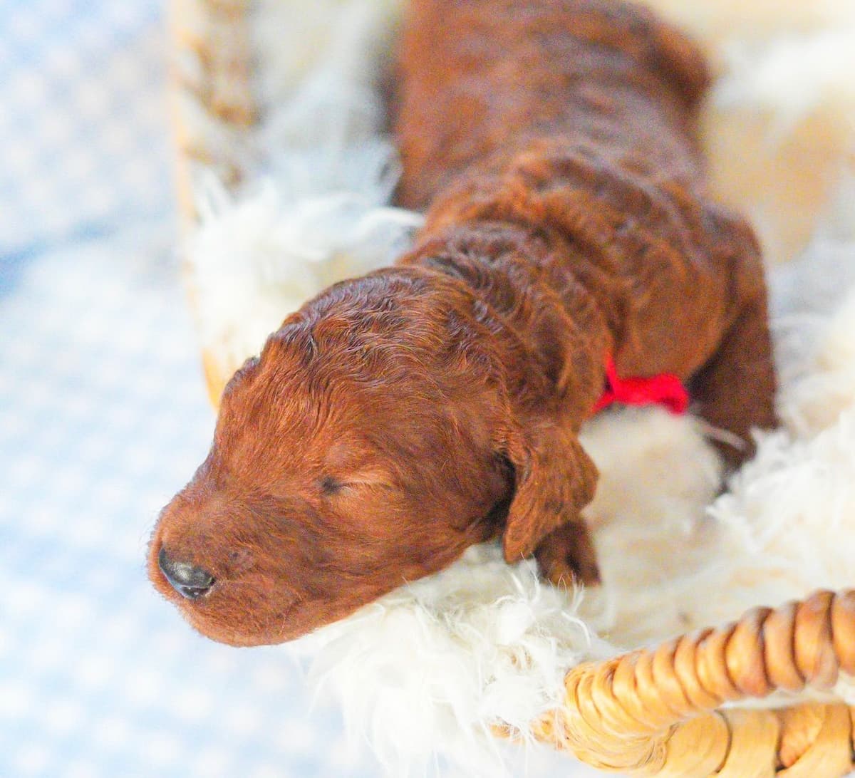 Red Standard Poodle Puppies breeder image 6