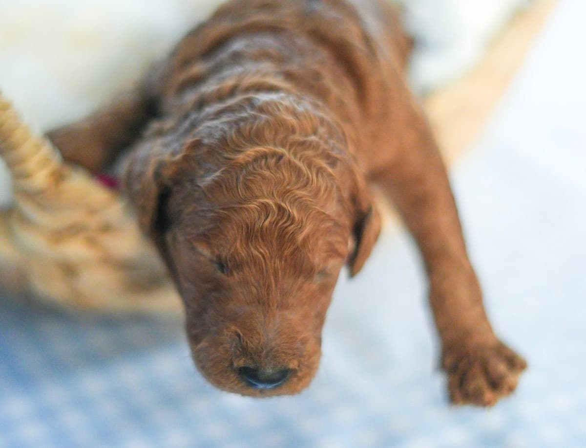 Red Standard Poodle Puppies breeder image 7
