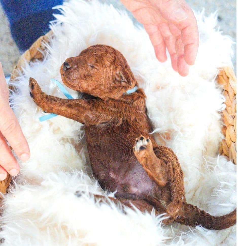 Red Standard Poodle Puppies breeder image 8