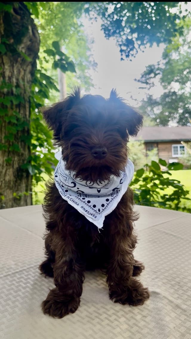 Miniature Schnauzer Puppies media 4