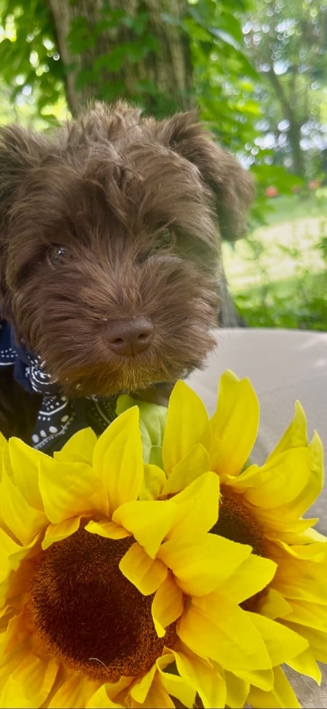 Miniature Schnauzer Puppies media 2