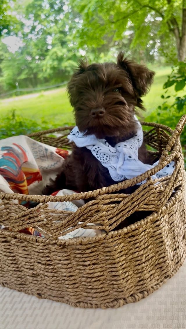Miniature Schnauzer Puppies media 5