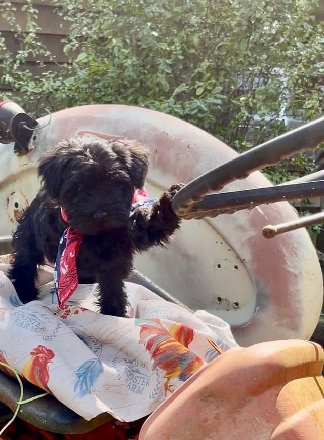 Miniature Schnauzer Puppies media 9