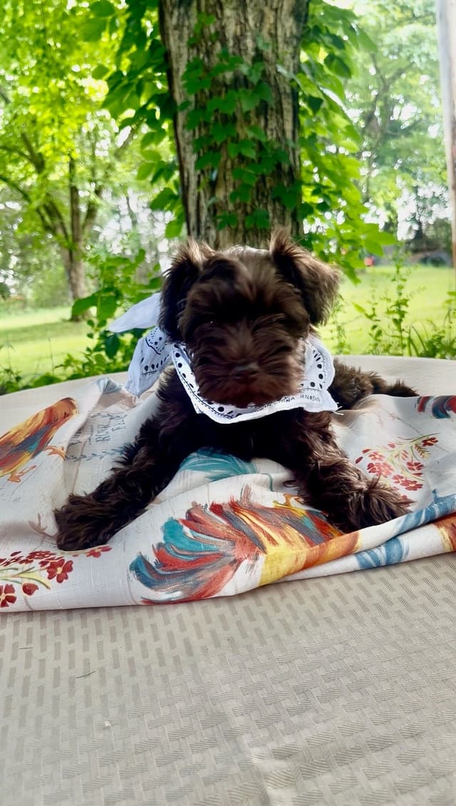 Miniature Schnauzer Puppies media 6