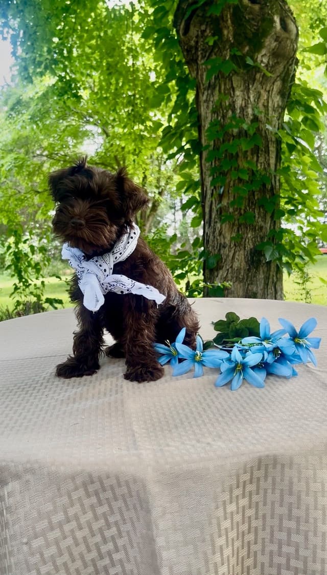 Miniature Schnauzer Puppies media 7