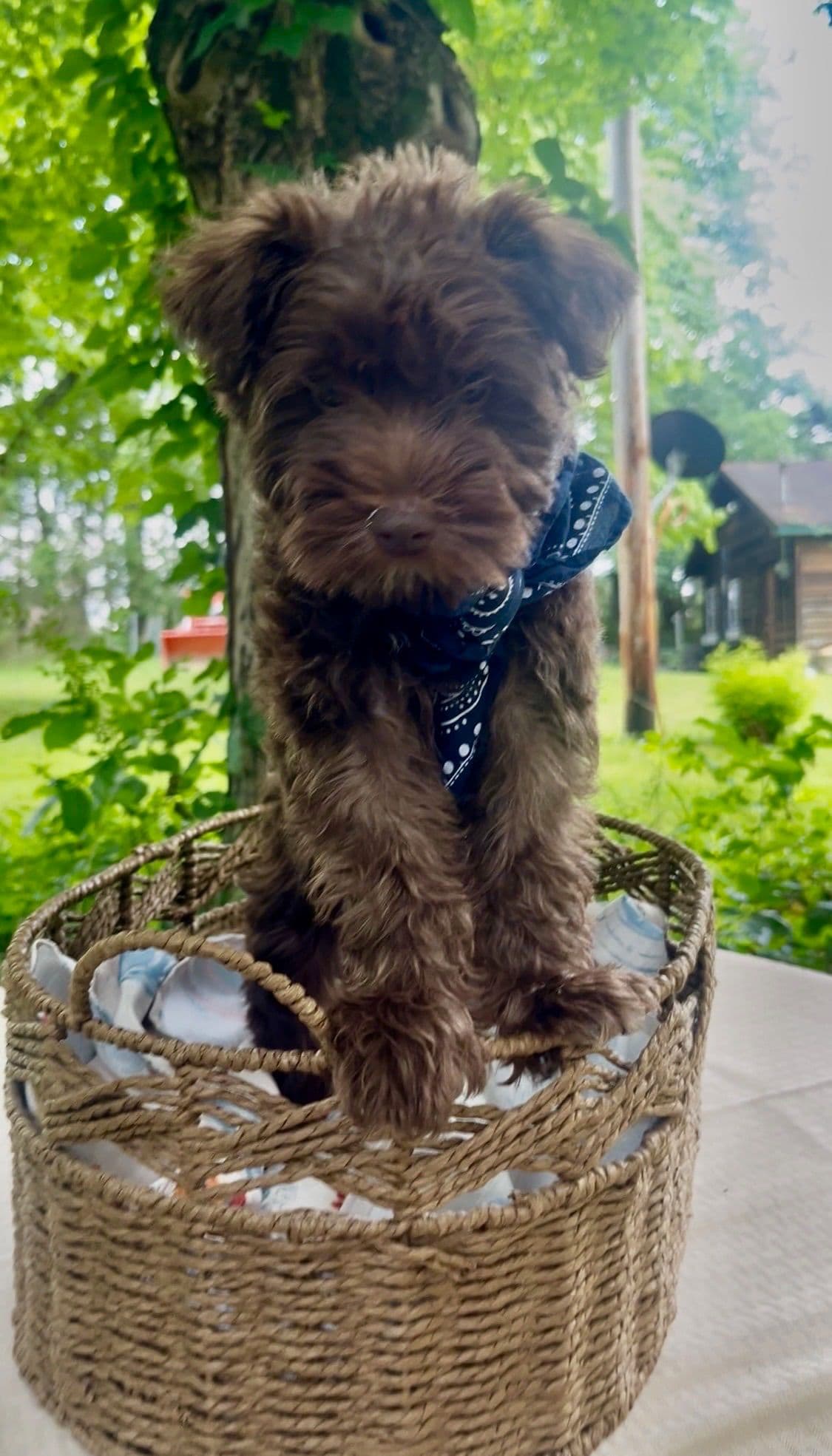 Miniature Schnauzer Puppies breeder image 1