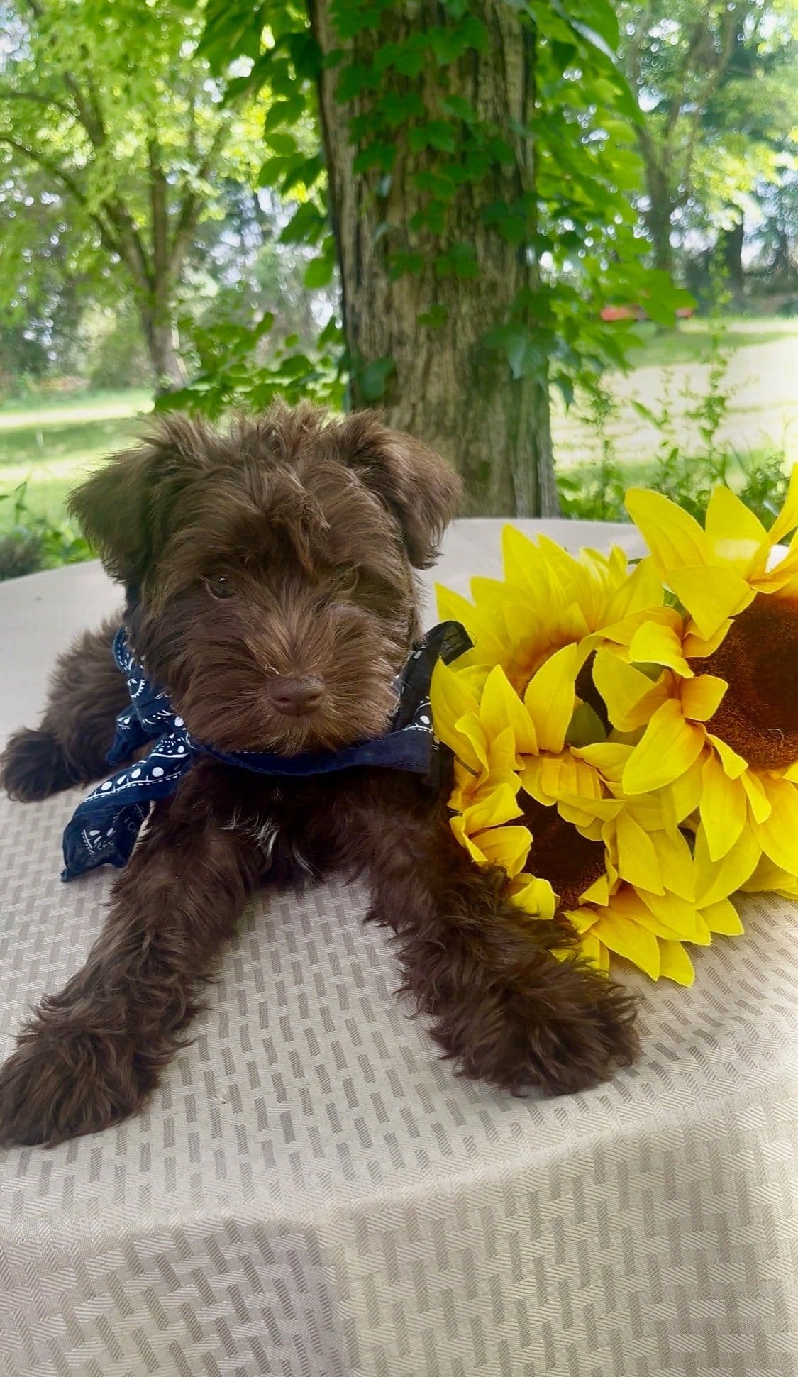 Miniature Schnauzer Puppies breeder image 2