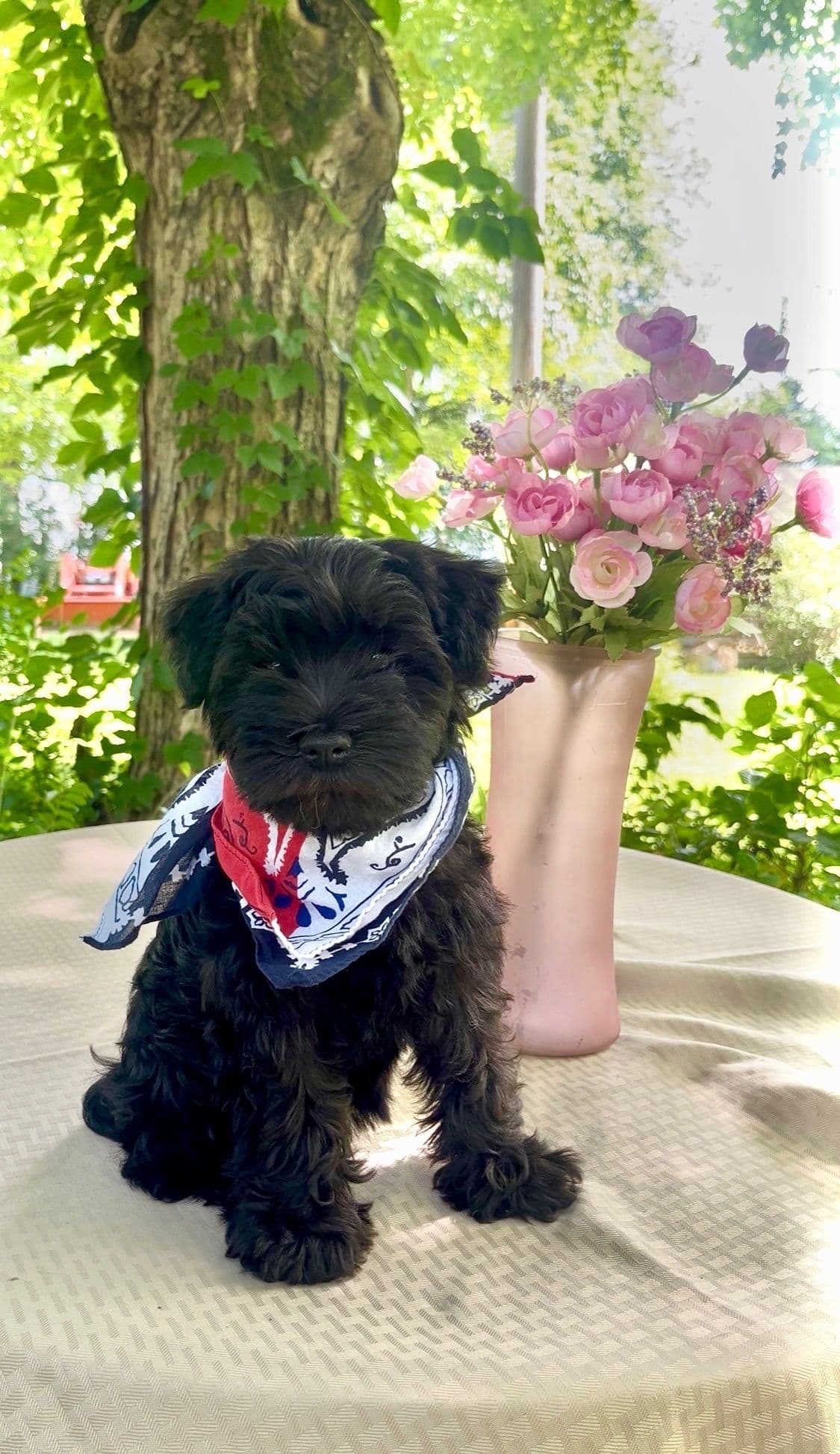 Miniature Schnauzer Puppies breeder image 3