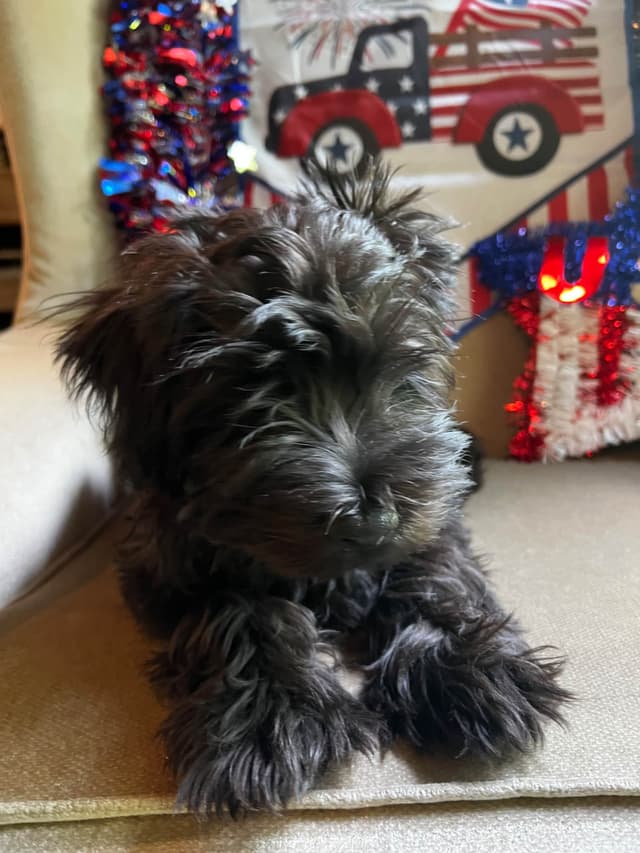 Miniature Schnauzer Puppies media 11