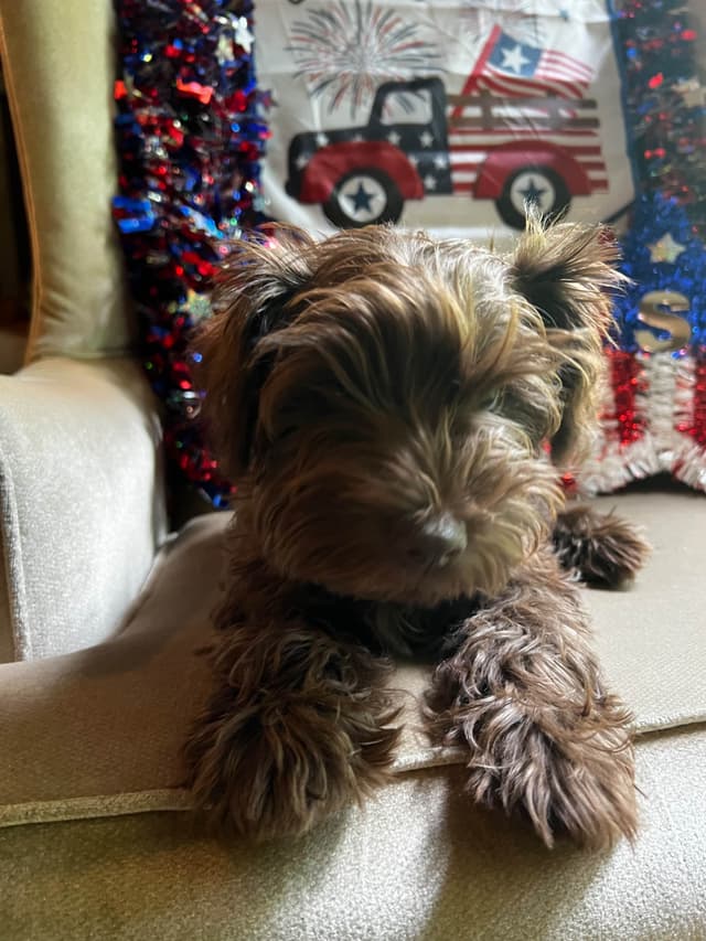 Miniature Schnauzer Puppies media 12