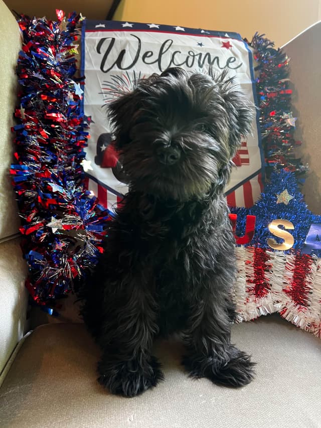 Miniature Schnauzer Puppies media 14
