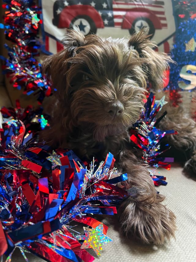 Miniature Schnauzer Puppies media 13