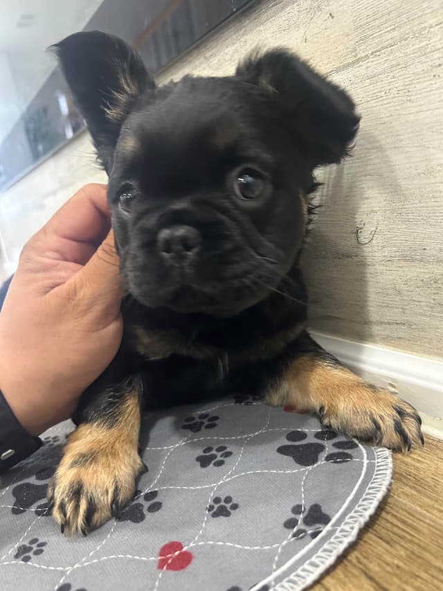 French Bulldog Puppies media 4