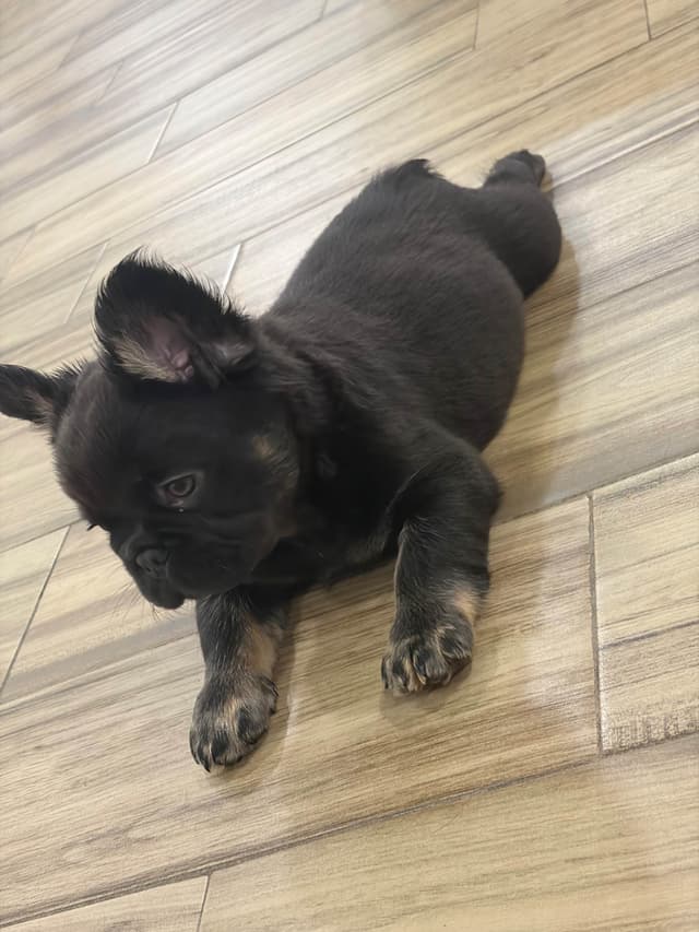 French Bulldog Puppies media 3