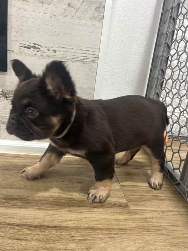 French Bulldog Puppies media 5