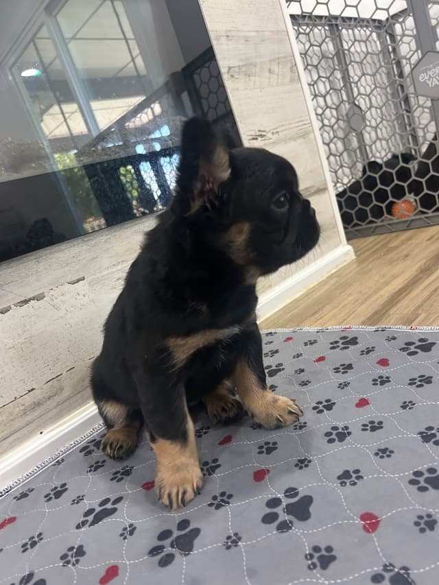 French Bulldog Puppies media 8