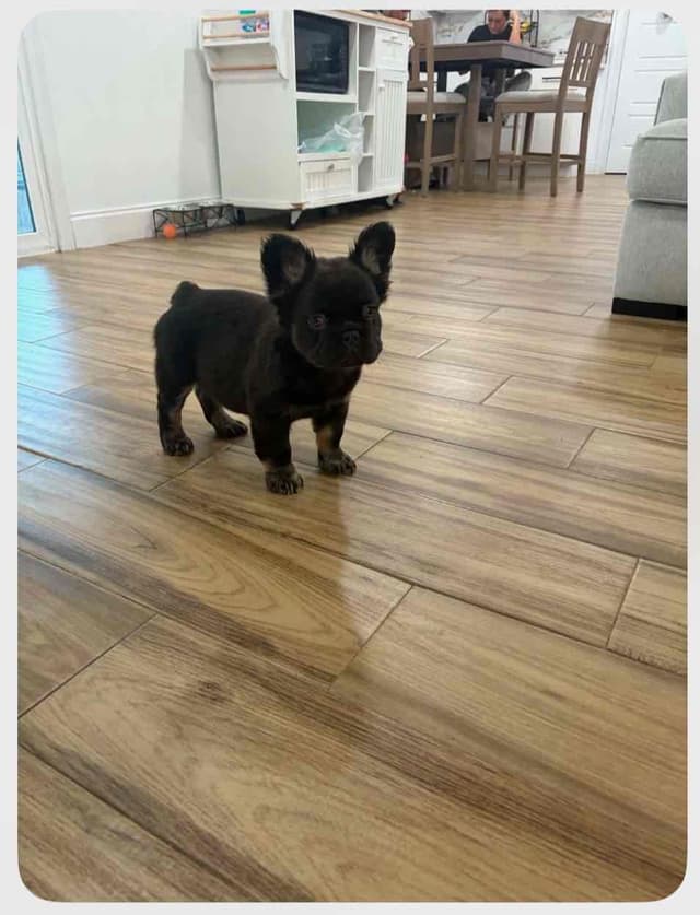 French Bulldog Puppies media 6