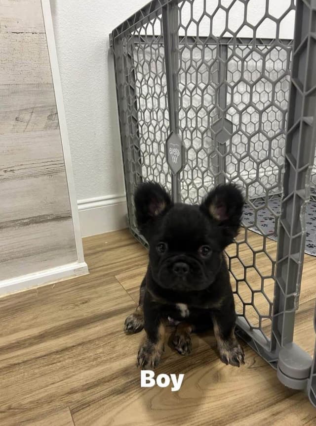 French Bulldog Puppies media 7