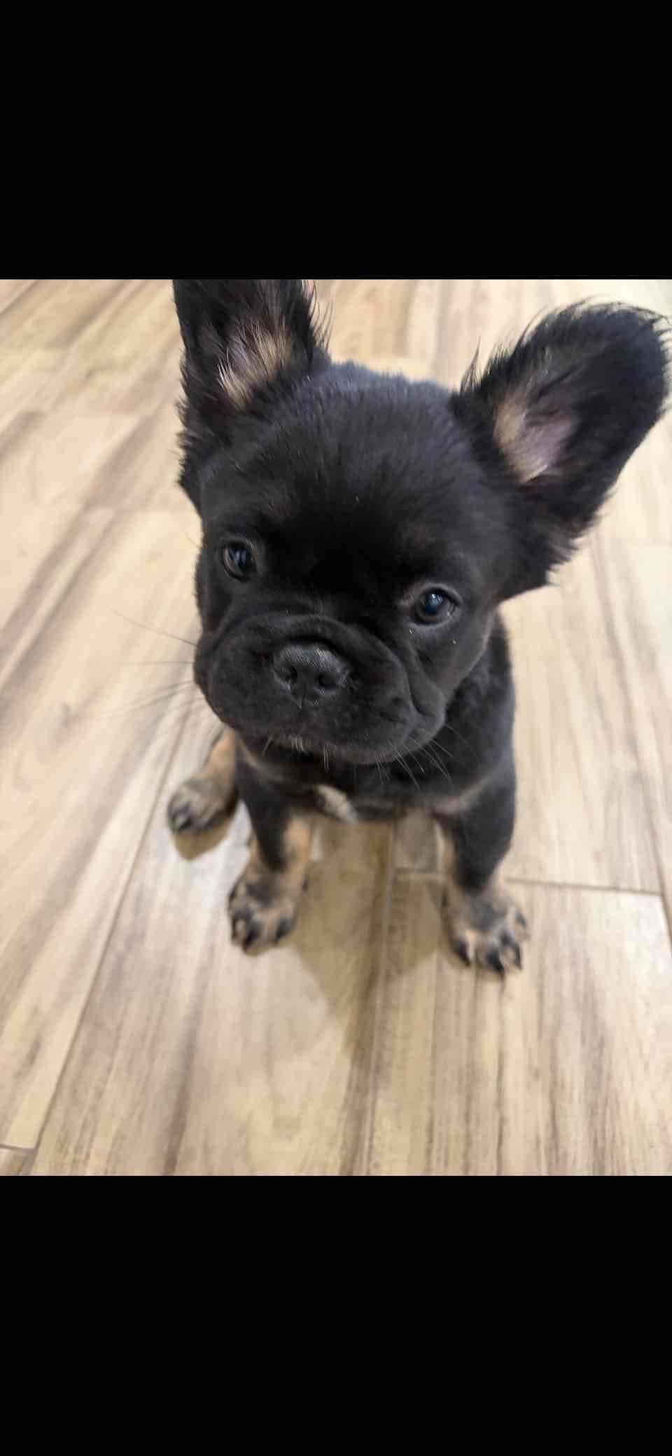 French Bulldog Puppies breeder image 2