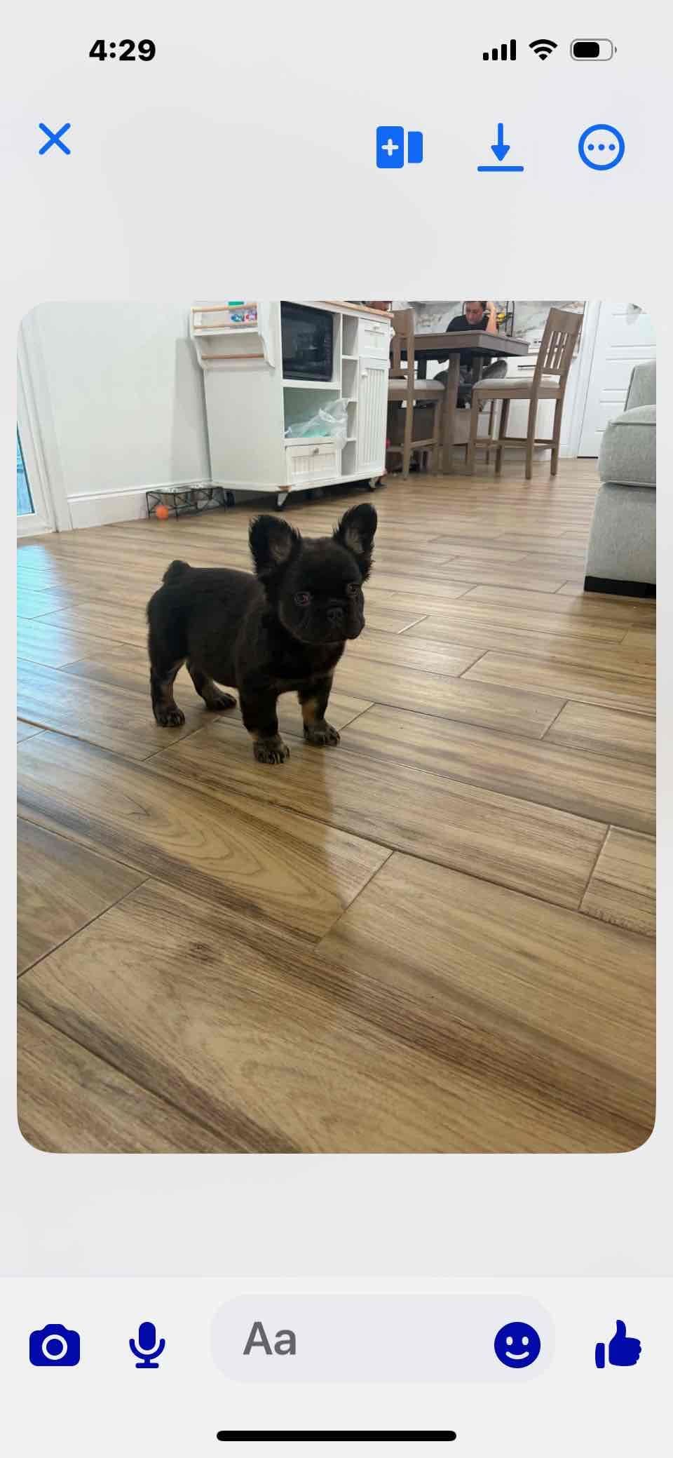 French Bulldog Puppies breeder image 1