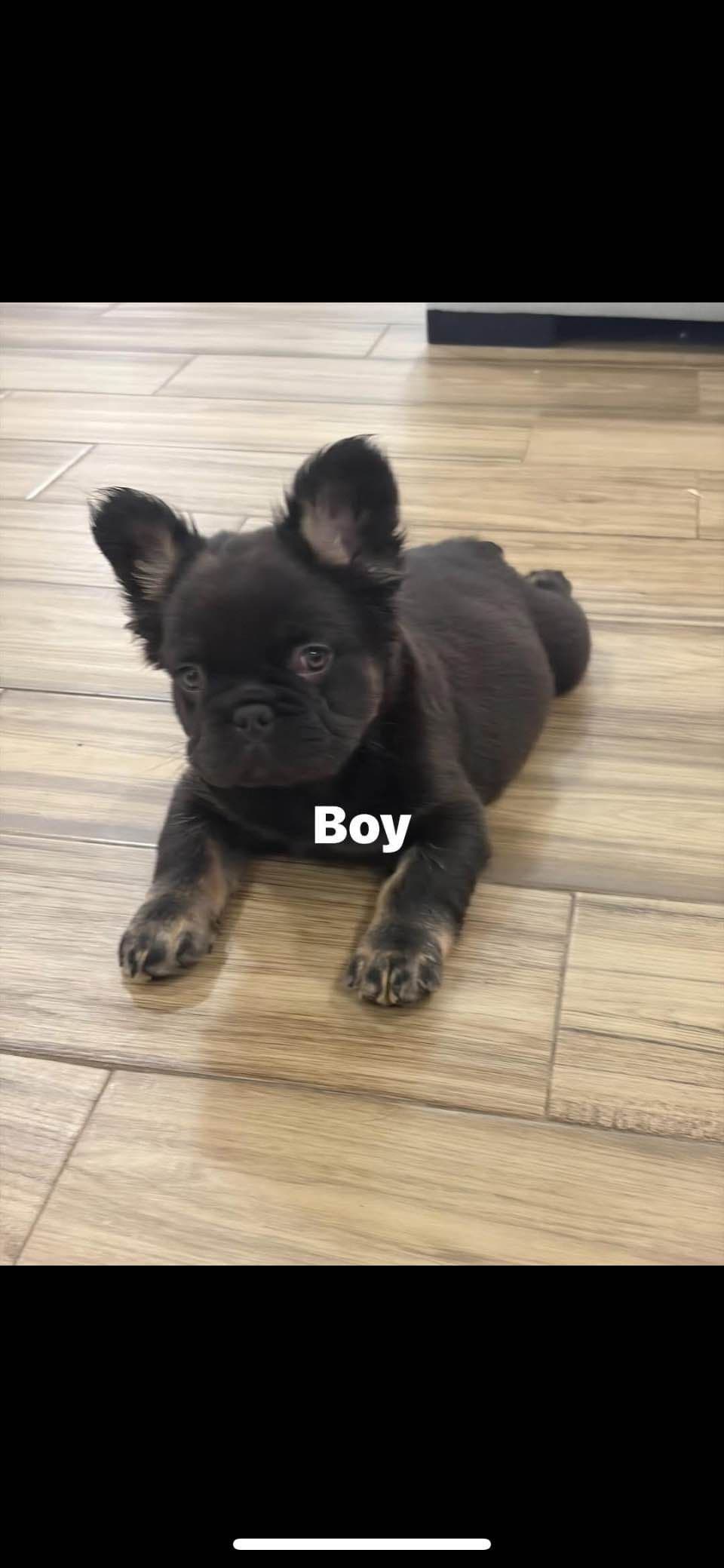 French Bulldog Puppies breeder image 3