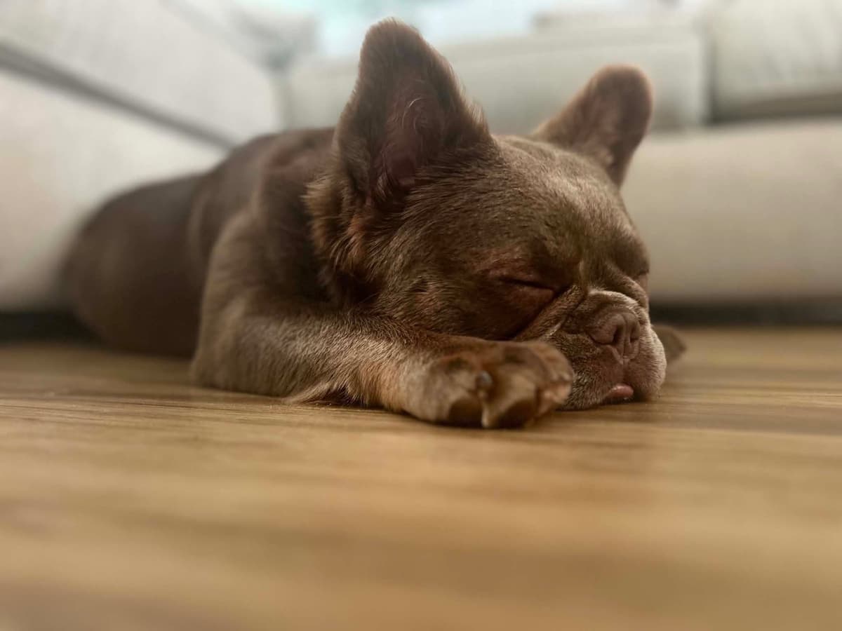 French Bulldog Puppies breeder image 4