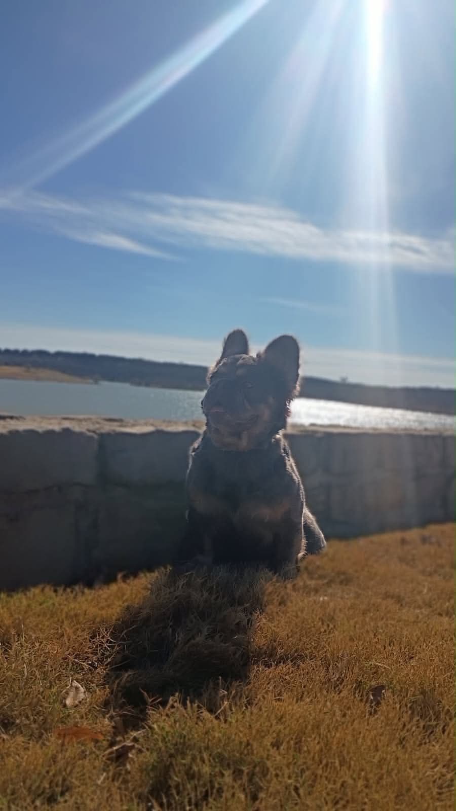 French Bulldog Puppies breeder image 5