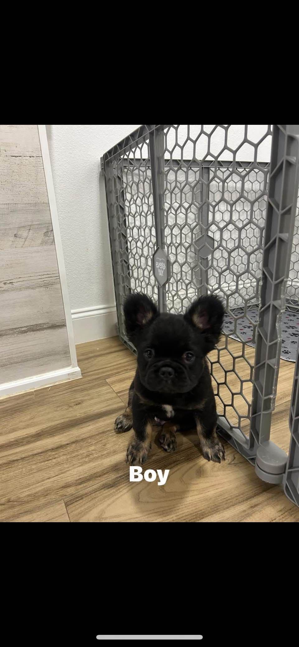 French Bulldog Puppies breeder image 6