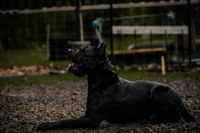Giant Schnauzer Puppies media 3