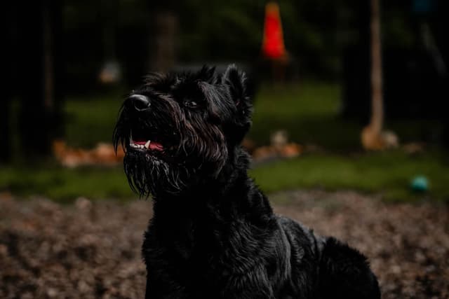 Giant Schnauzer Puppies media 4