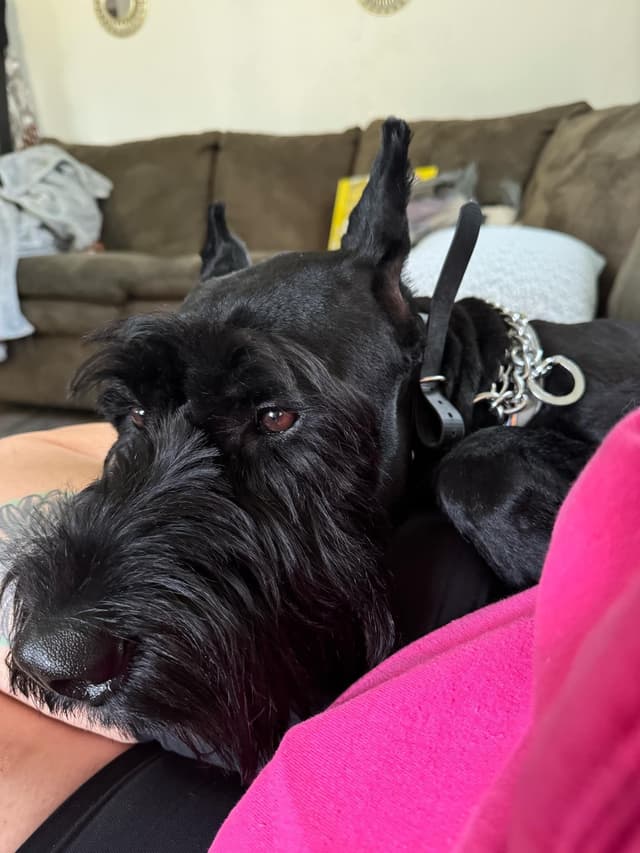 Giant Schnauzer Puppies media 5
