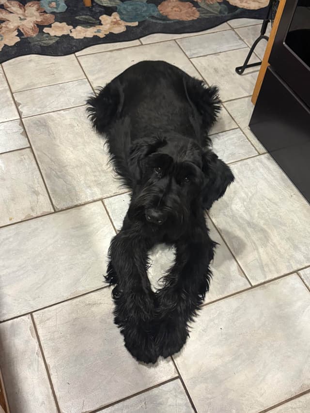 Giant Schnauzer Puppies media 6