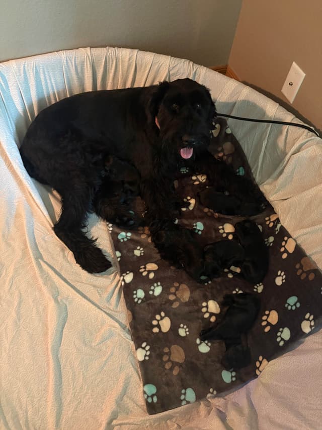 Giant Schnauzer Puppies media 2