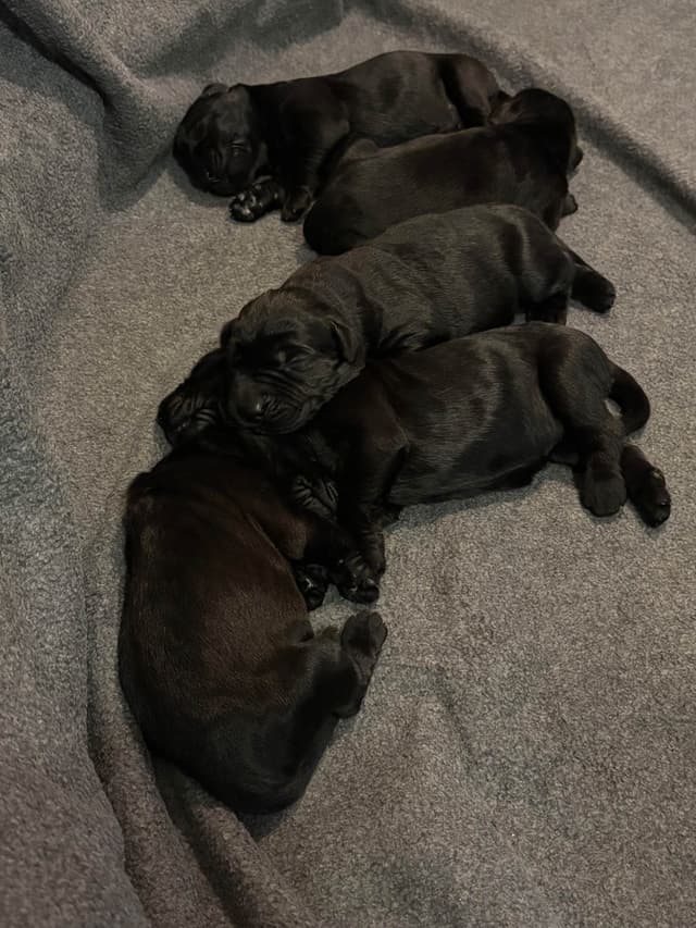 Giant Schnauzer Puppies media 7
