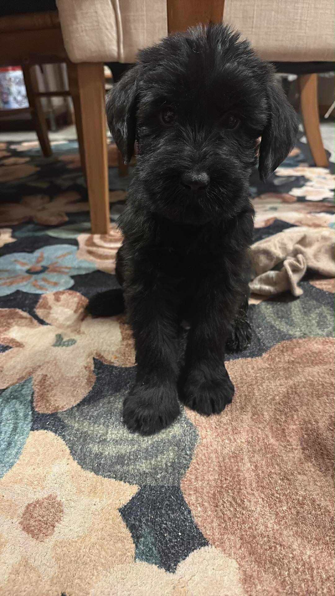 Giant Schnauzer Puppies breeder image 1