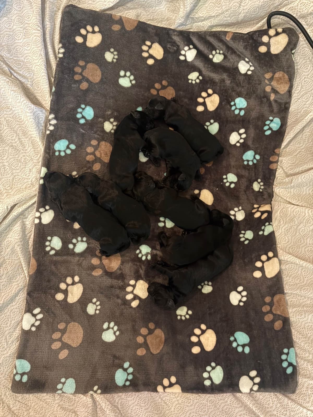 Giant Schnauzer Puppies breeder image 6