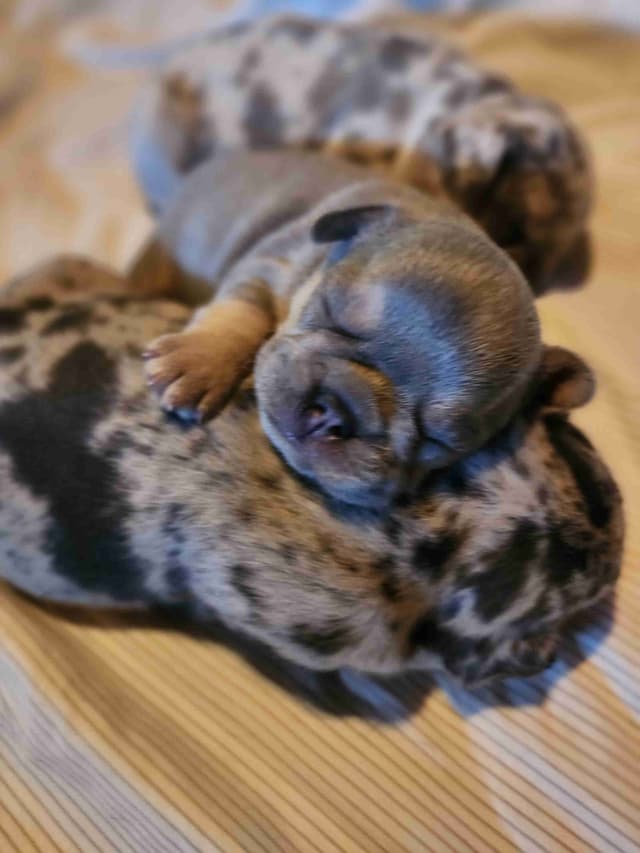 French Bulldog Puppies media 4