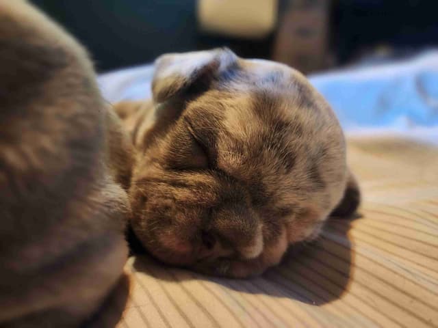 French Bulldog Puppies media 2
