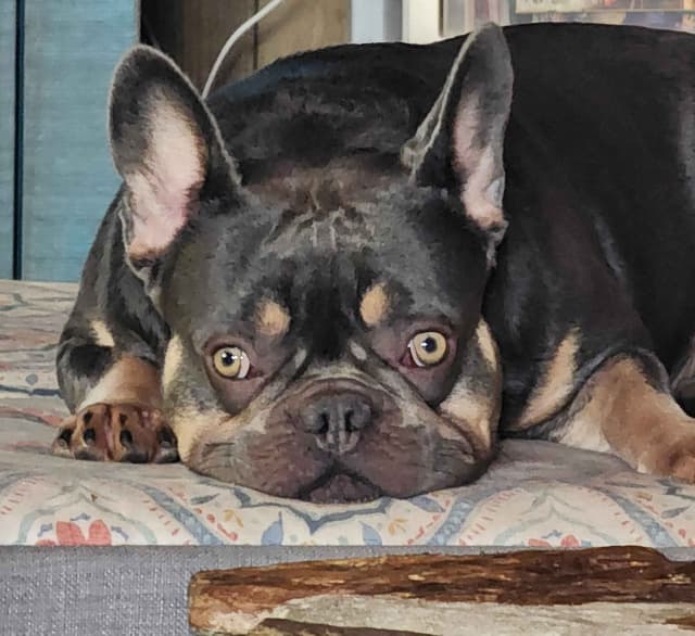French Bulldog Puppies media 3