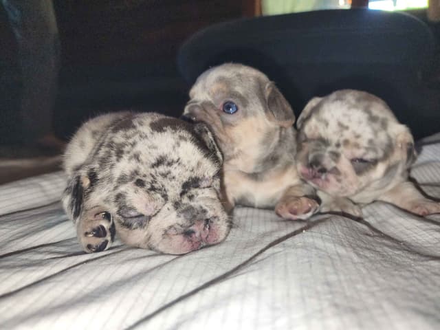 French Bulldog Puppies media 5