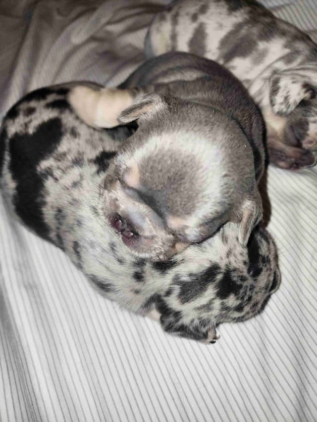 French Bulldog Puppies media 6