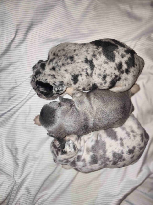 French Bulldog Puppies media 7