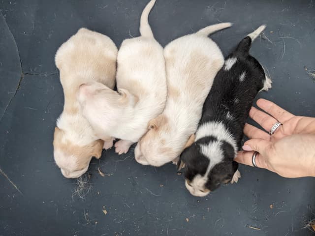 Pecan Hill Reg. Beagle Puppies media 2