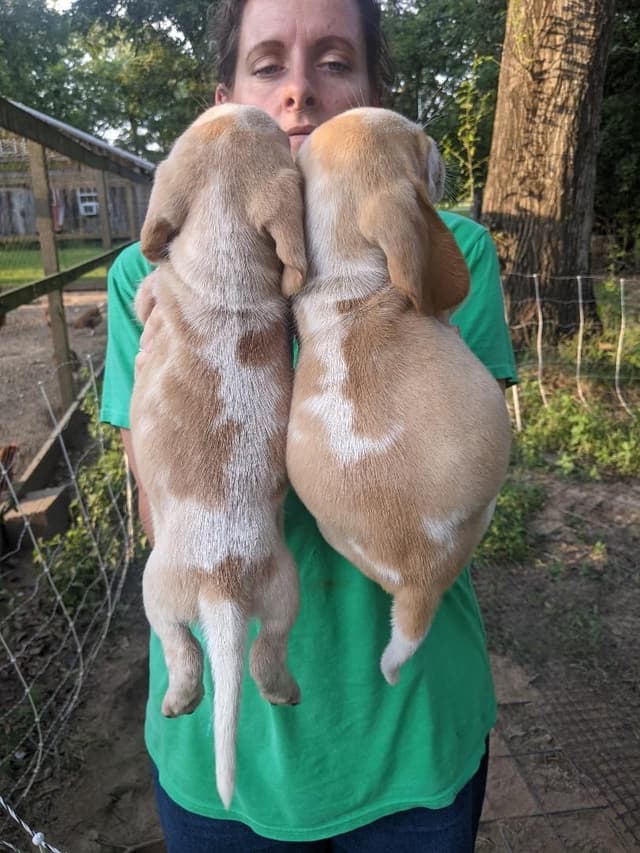 Pecan Hill Reg. Beagle Puppies media 4