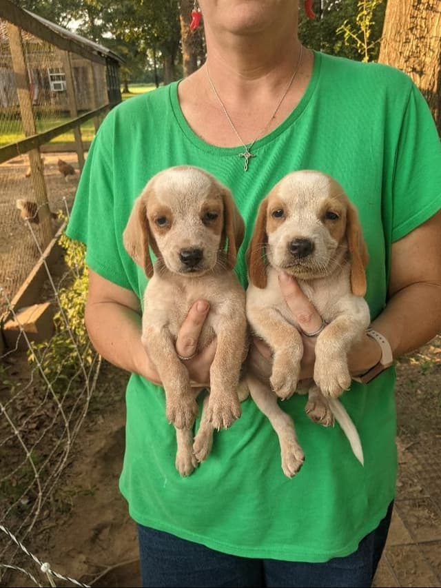 Pecan Hill Reg. Beagle Puppies media 3