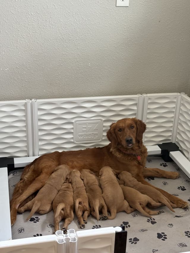 Golden Retriever Puppies media 2