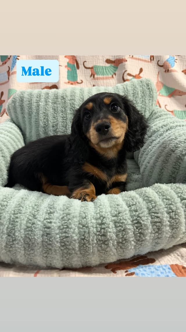 Dachshund Puppies media 2