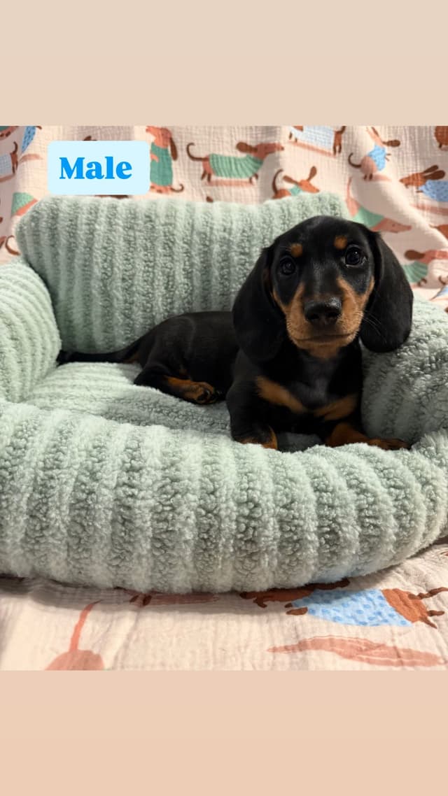 Dachshund Puppies media 3