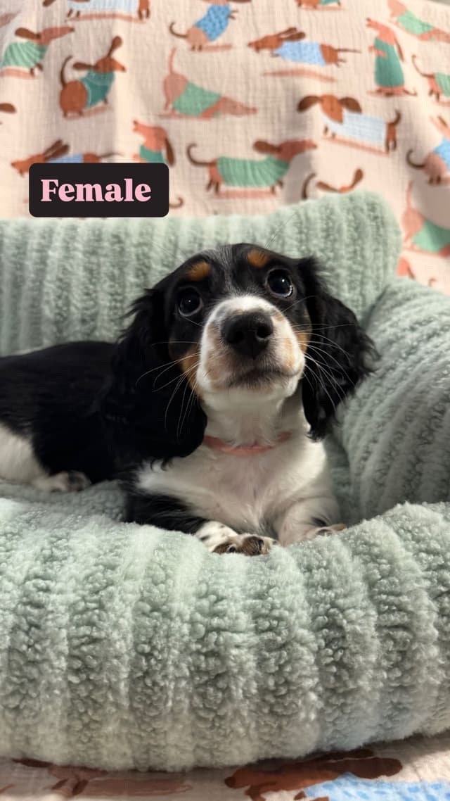 Dachshund Puppies media 4
